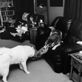 Lexy and Nicky playing tug with each other