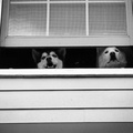 Lexy and Nicky looking out the window (front view)