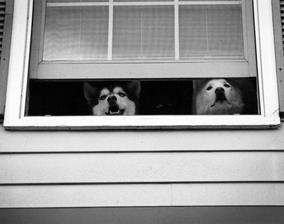 Lexy and Nicky looking out the window (front view) (105810-35)