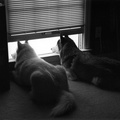 Lexy and Nicky looking out the window (rear view)