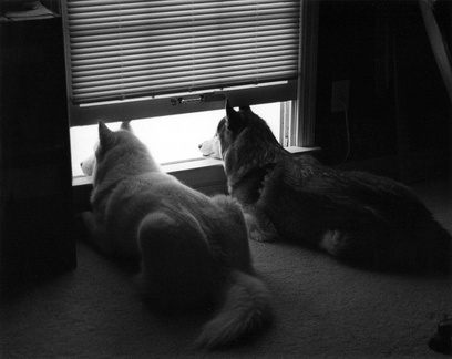 Lexy and Nicky looking out the window (rear view) (105810-26)