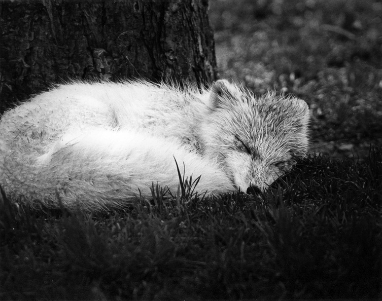 Fox at the Zoo (105560-33)