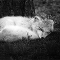 Fox at the Zoo (105560-33)