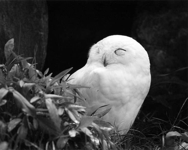 Owl at the Zoo (105560-32)