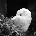 Owl at the Zoo (105560-32)