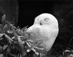 Owl at the Zoo (105560-32)