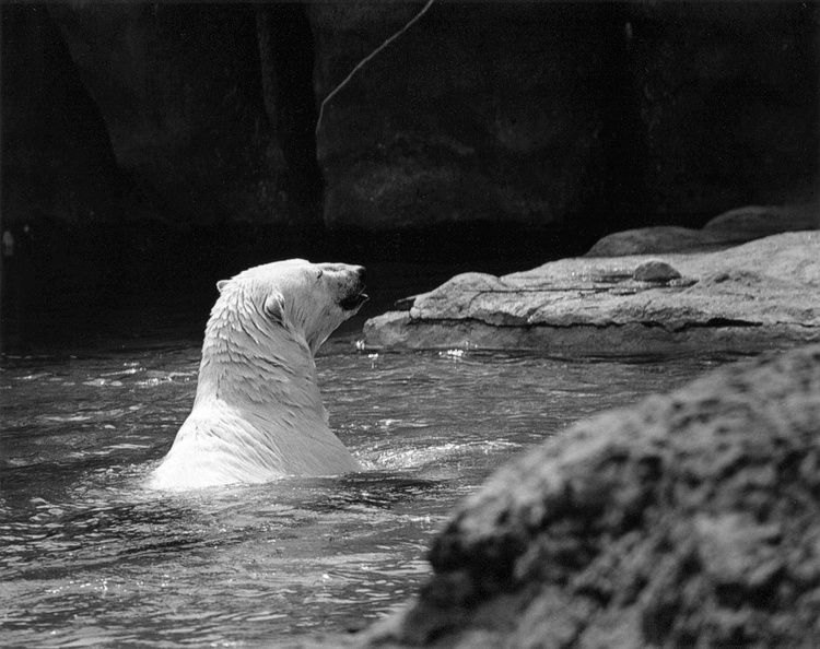 Polar Bear at the Zoo (105560-30)