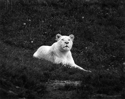 White Lion At Toronto Zoo (105580-5A)
