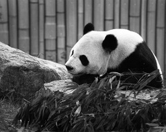 Panda at Toronto Zoo (105560-23)