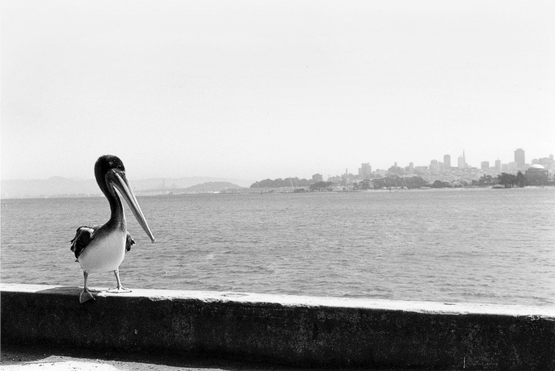 Nikon F100 with Nikon AF-S 70-300 f4.5-5.6 G VR lens.
TMY-2 (TMax 400) at EI 400, developed in Xtol 1:1.
Printed on Adorama RC Glossy 8x10 and developed in Dektol 1:2. Straight print. Filtration equivalent to grade #4 flickr-6455340317.jpg