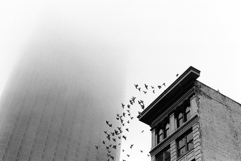 Bank of America building in fog (105030-18)