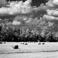 Hay Field