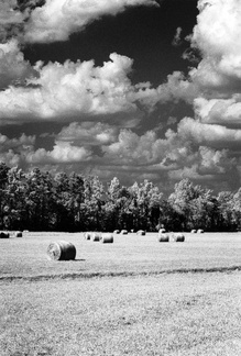 Hay Field