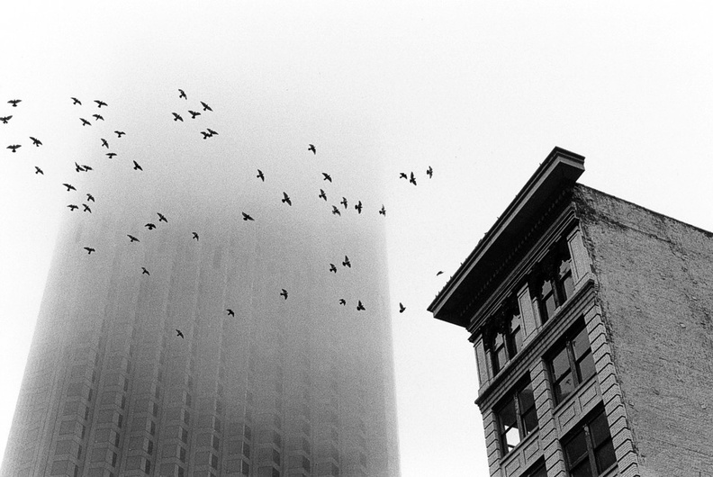 Bank of America building in fog (105030-17)